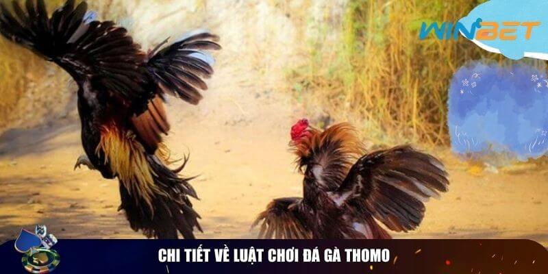 Chi tiết về luật chơi đá gà thomo