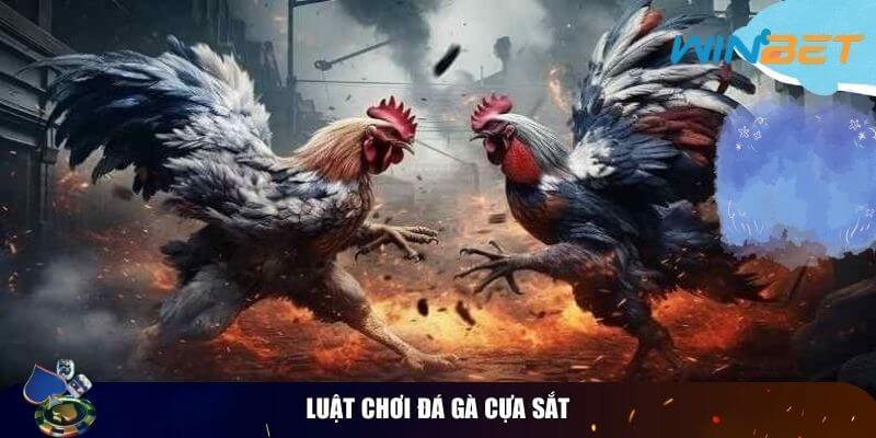 Luật chơi đá gà cựa sắt