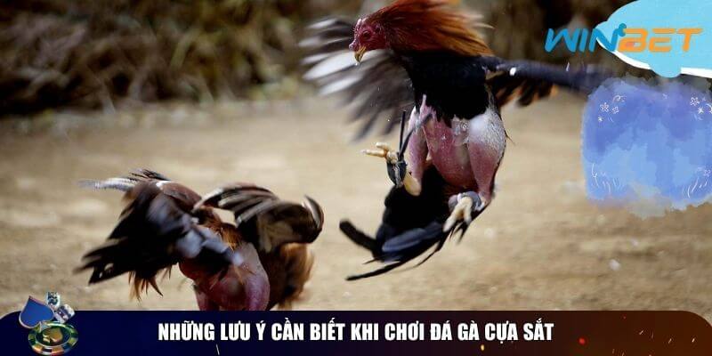 Một vài lưu ý cần ghi nhớ khi chơi đá gà cựa sắt